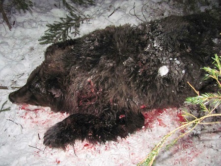 В якутском селе десятки жителей употребили мясо больного медведя