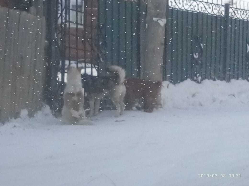 В Сайсарском округе ведется отлов безнадзорных животных