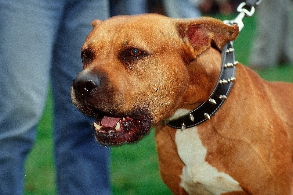 В МВД назвали опасные породы собак (полный список)