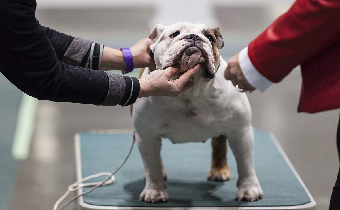 Список опасных пород собак сократили в пять раз