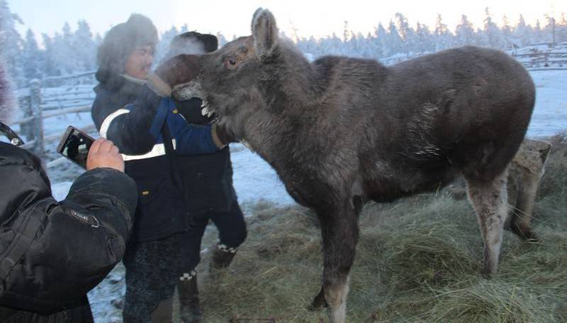 Лосенка Бээчэ выпустят на территорию резервата "Туостаах"