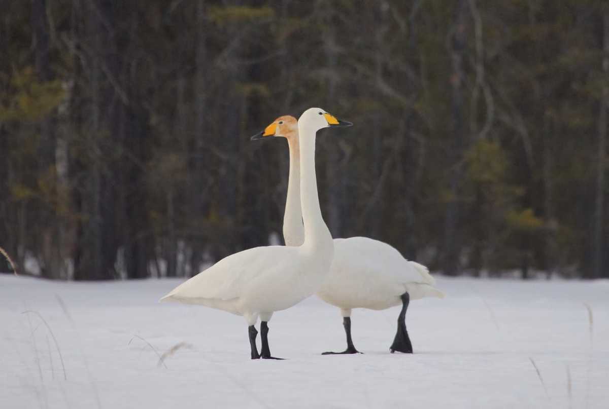 В Якутию прилетели первые лебеди