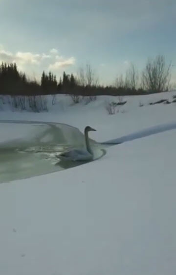 Видеофакт: Одинокий лебедь в Якутии