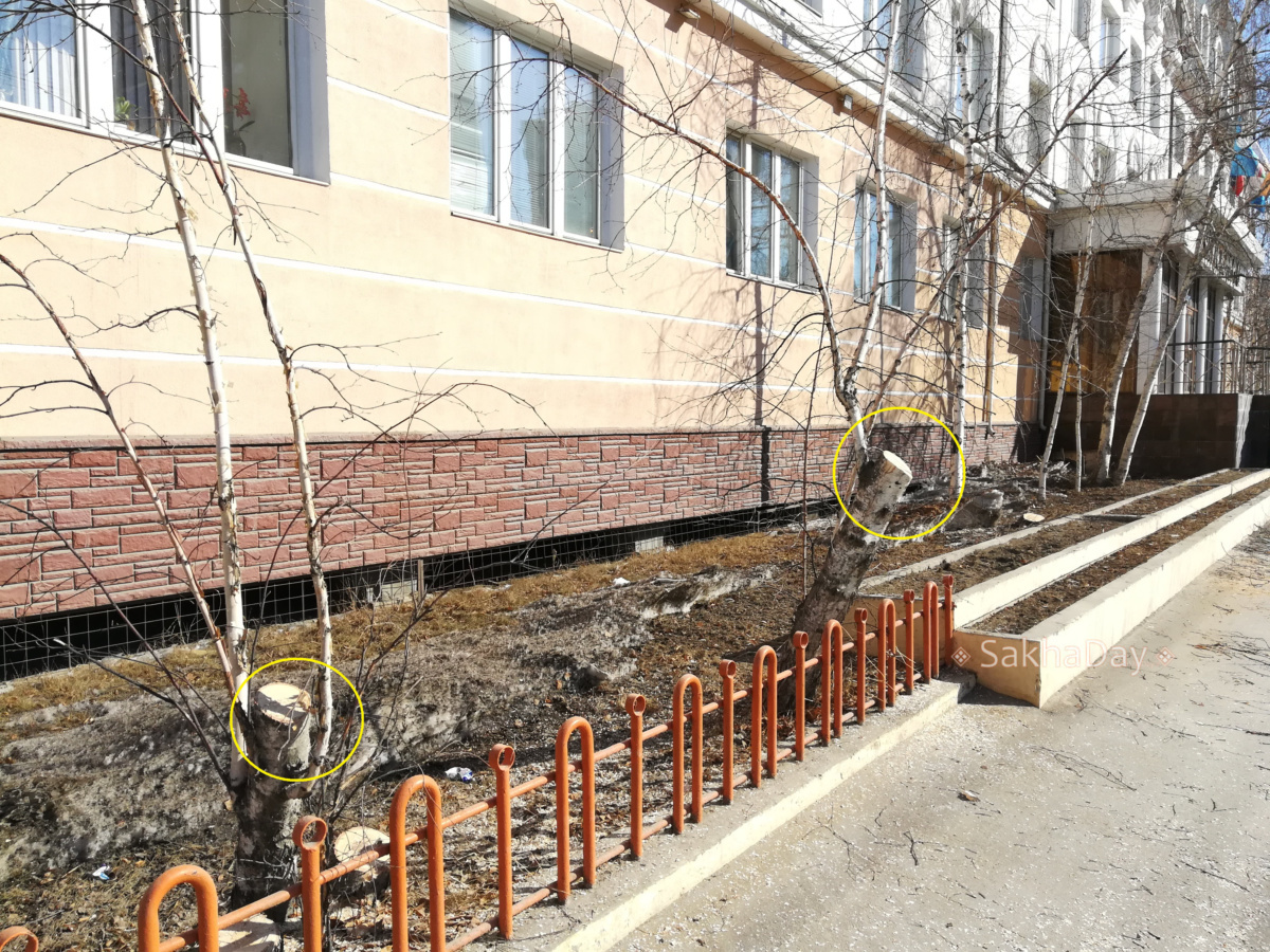 Фотофакт: У конторы «Якутскэнерго» спилили деревья