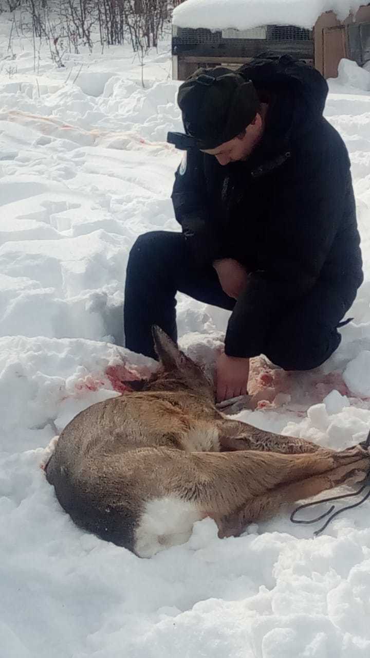 В Якутск забрела косуля