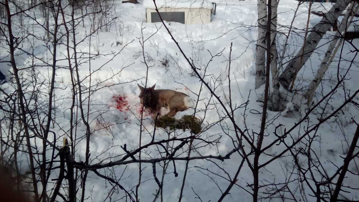 2d3b0053-cb0e-46da-9689-ca0e7a416d86