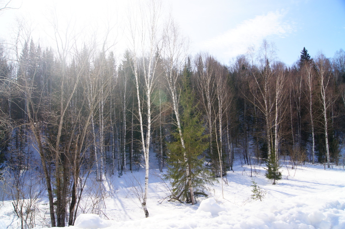 В Якутии нет лесных пожаров