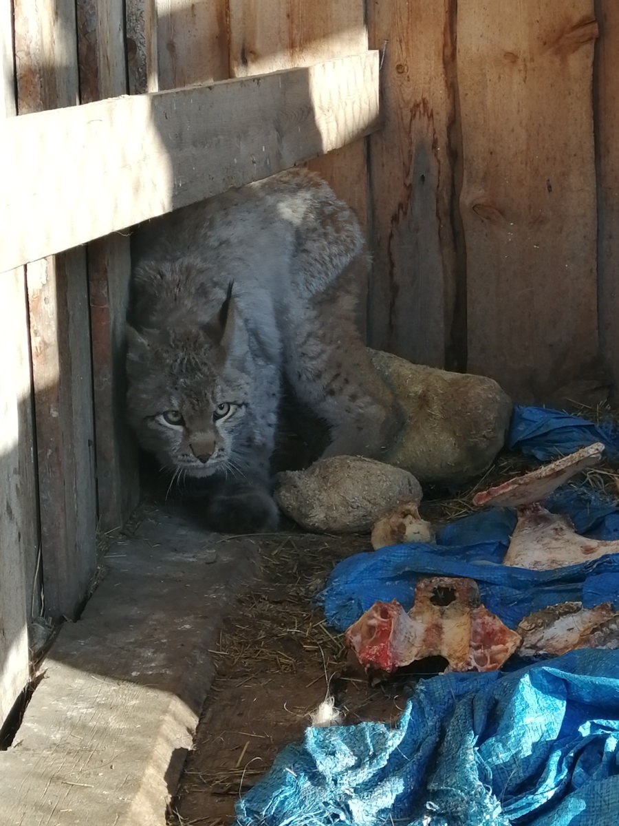 Амгинскую рысь выпустят на волю в “Кэнкэмэ”