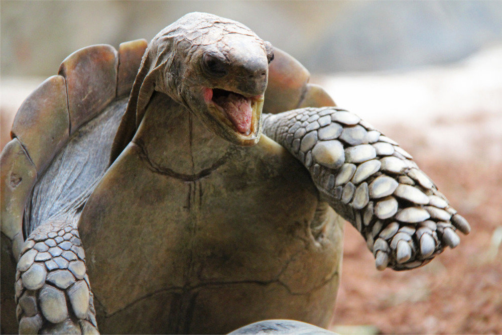 Ученые обнаружили, что 130 млн лет назад на территории современной Якутии жили черепахи