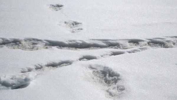 Индийская армия сообщила об обнаружении в Гималаях следов снежного человека