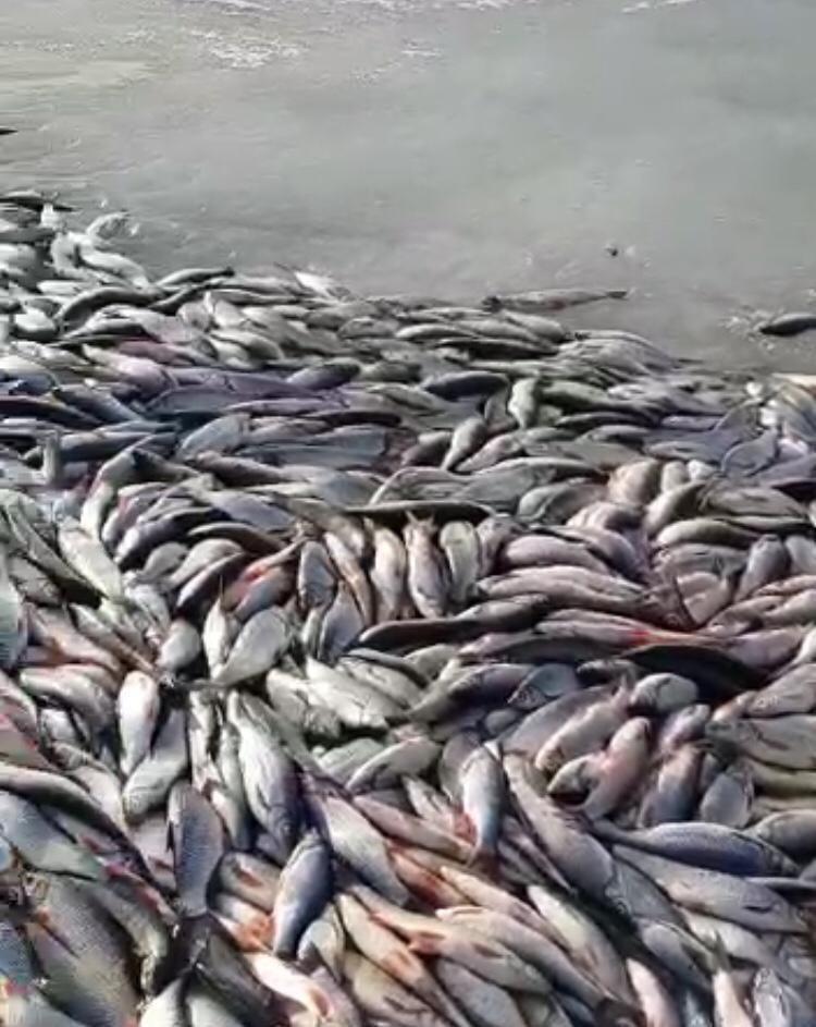 Информация о массовой гибели рыбы  в Верхнеколымском районе не подтвердилась