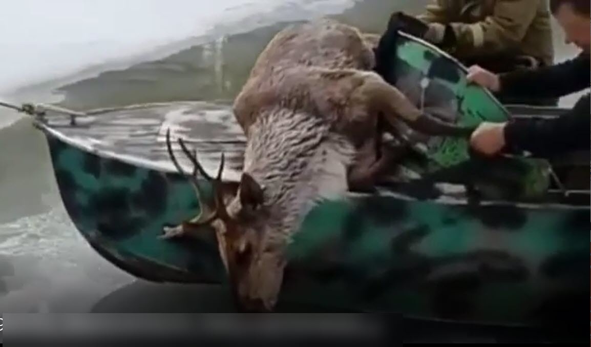 В Якутии спасли застрявшего в проталине оленя