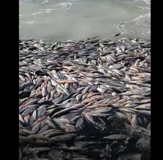 Видеофакт: Тысячи донных рыб всплыли в Якутии