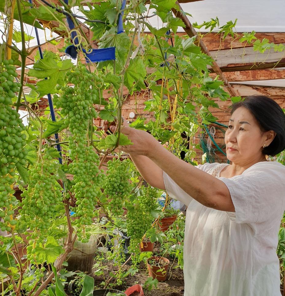 Фотофакт: В Намцах зреет свой виноград