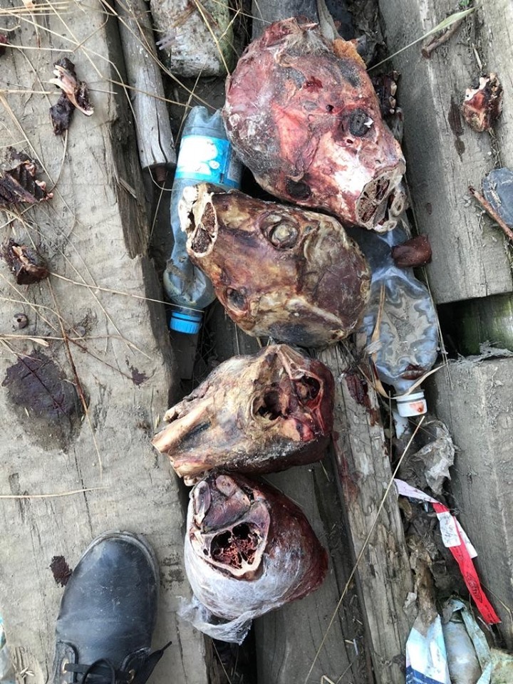 59451310_2534324669934564_5104026756747100160_n