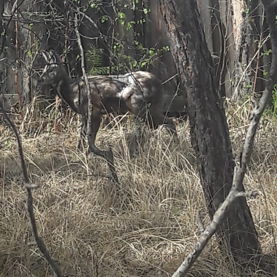 В Якутске во двор забежала кабарга (видео)