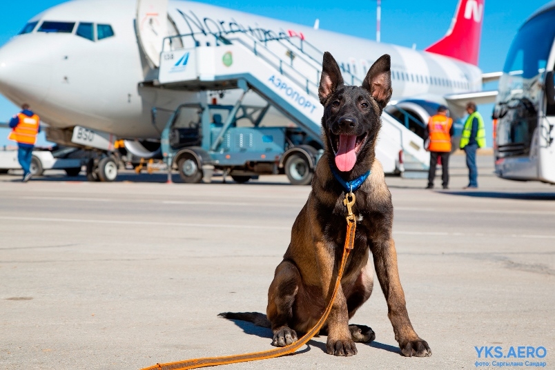 В кинологической службе аэропорта «Якутск» - новобранец
