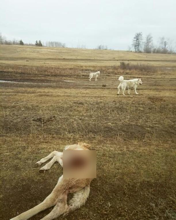 Близ Якутска собаки задрали только родившегося жеребенка (видео)