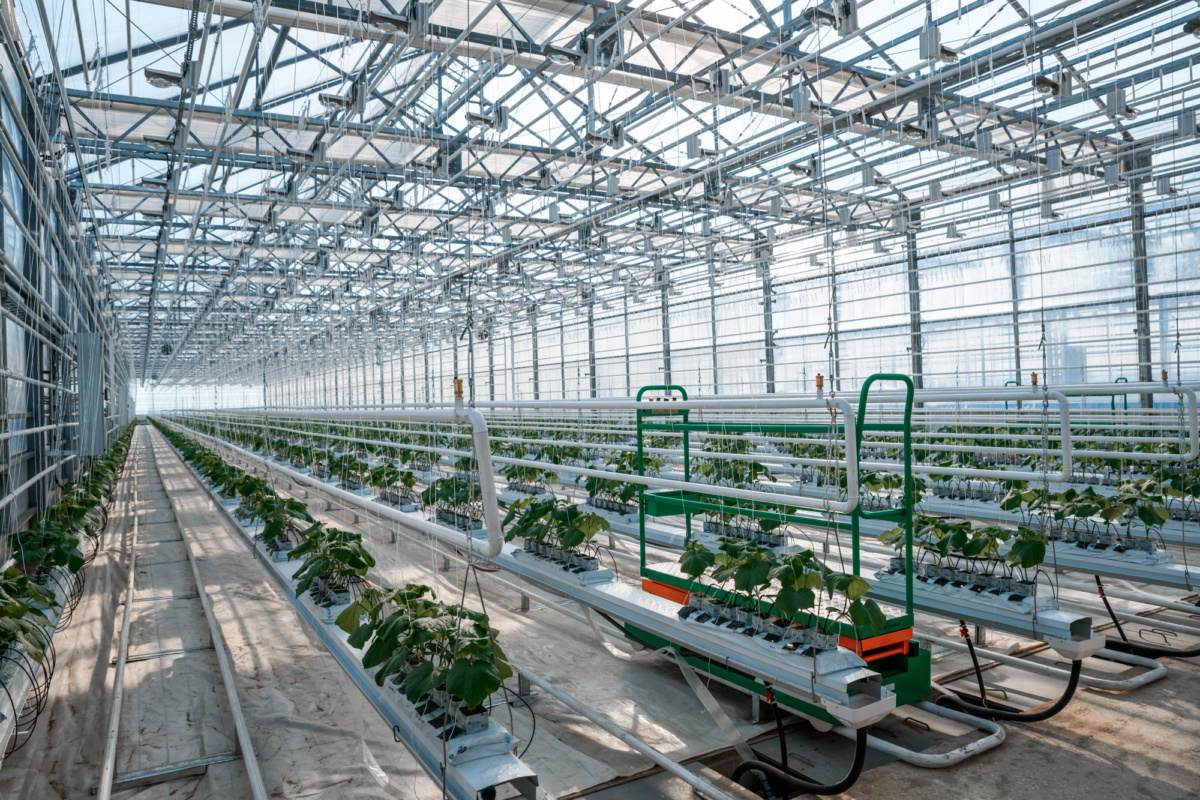 В Якутии открывается вторая очередь круглогодичного тепличного комплекса  «Саюри»