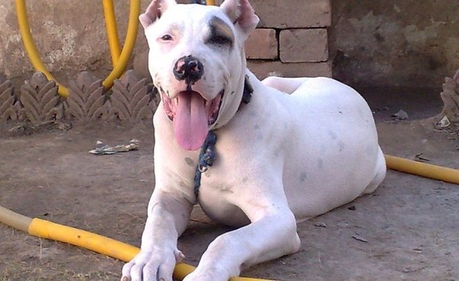 Две трети укусов людей в Якутске совершают хозяйские собаки