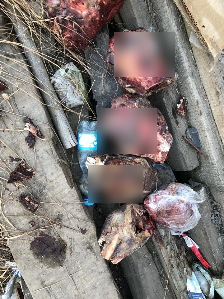 Письмо в редакцию: О собачьих головах и реакции общества