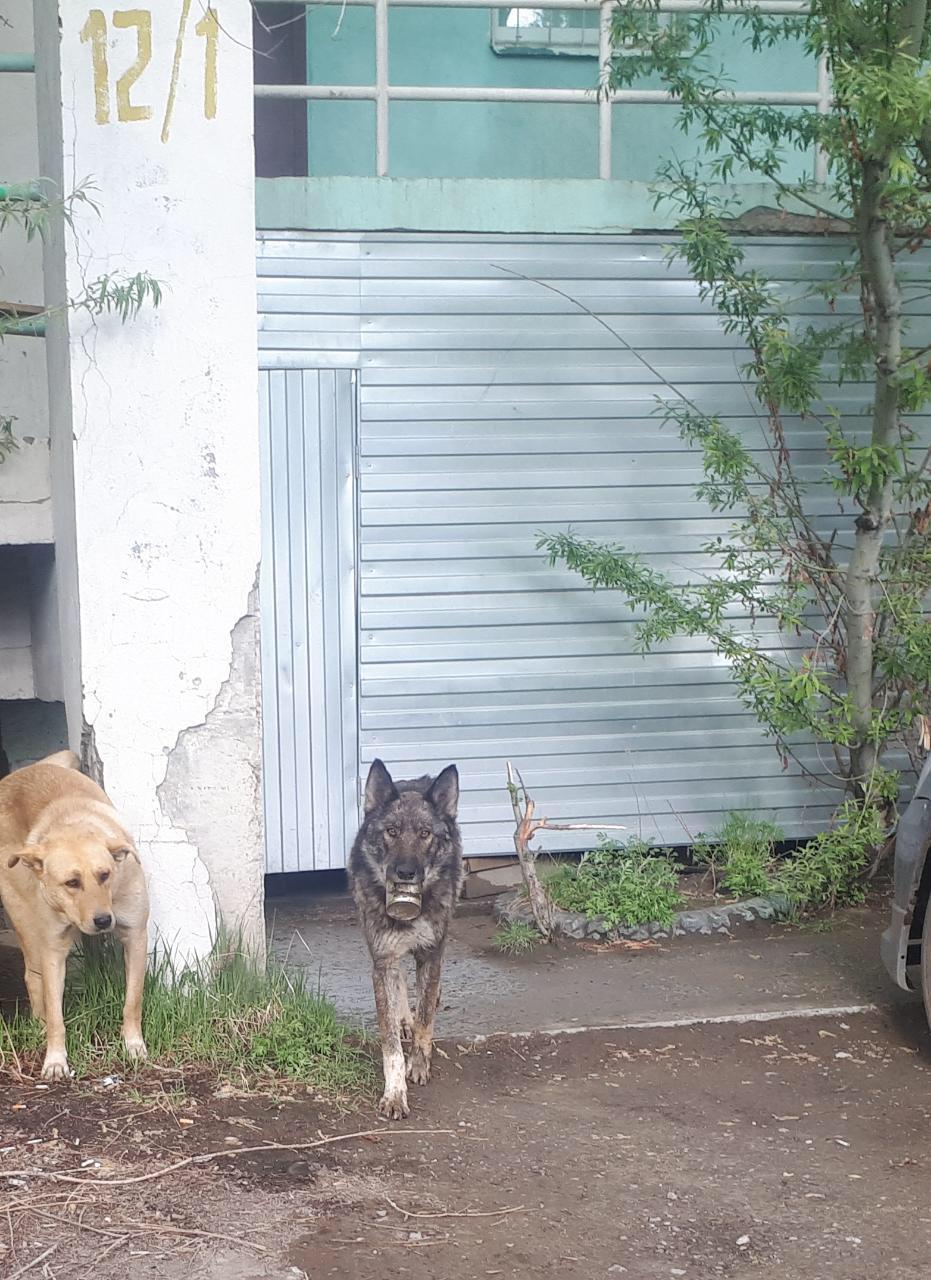 «У него подготовка, как у спецагента», - в Якутске неделю ищут собаку с застрявшей банкой во рту