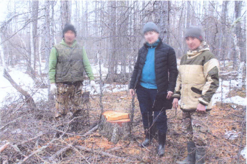 Жителю якутского села грозит штраф до 3 млн рублей за спиленные лиственницы