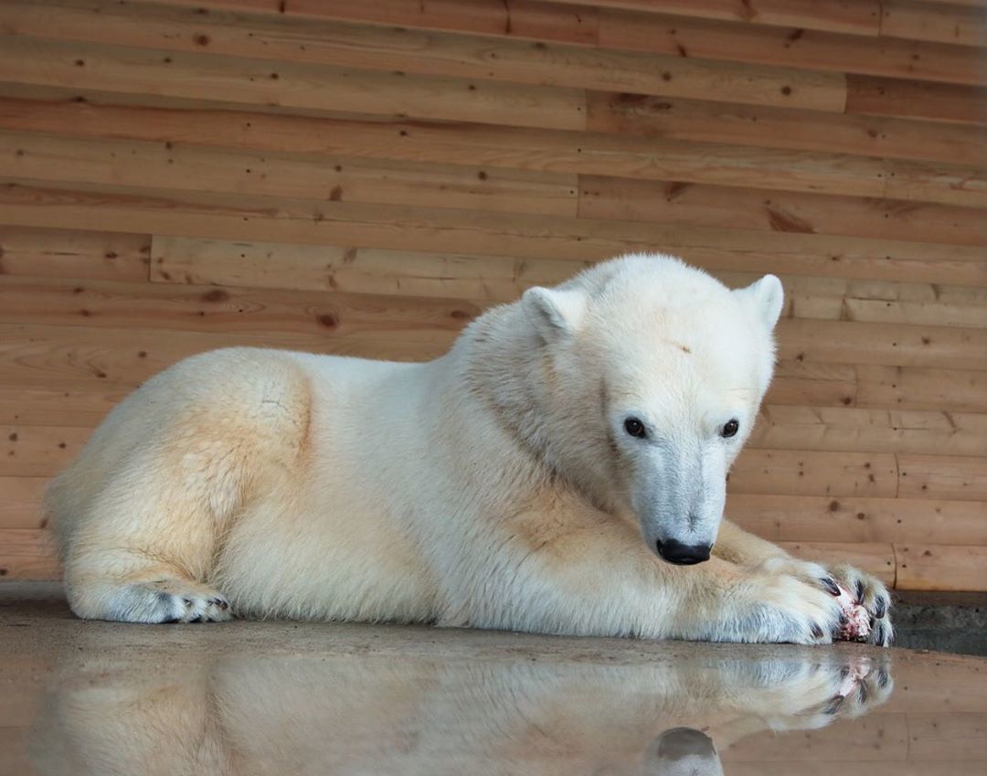 Три лучших прыжка Хаарчааны! В Ленинградском зоопарке отпраздновали новоселье белой медведицы из Якутии