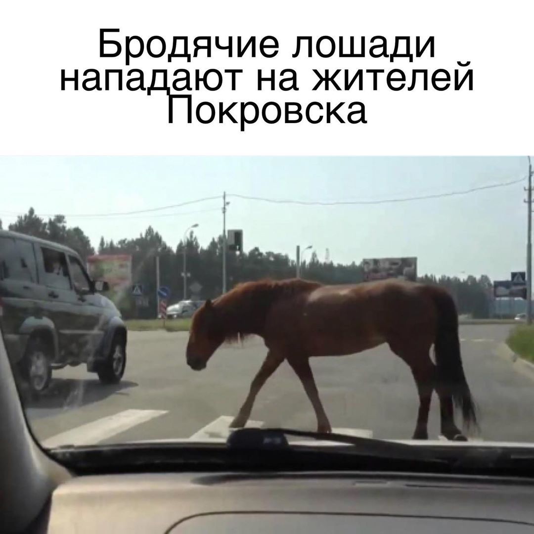 Бродячие лошади нападают на жителей Покровска