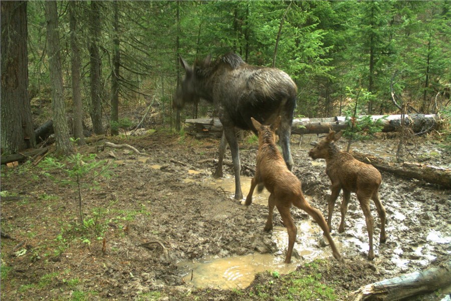 В Минэкологии напомнили о недопустимости содержания диких животных в неволе