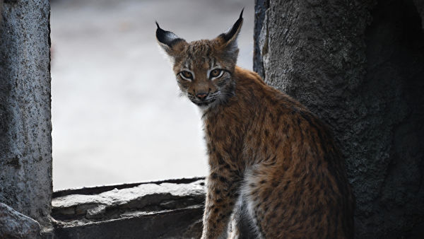 Медведев утвердил список животных, которых нельзя держать дома