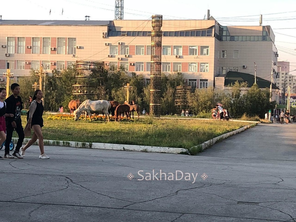 Табун лошадей, облюбовавший центр Якутска, задержан