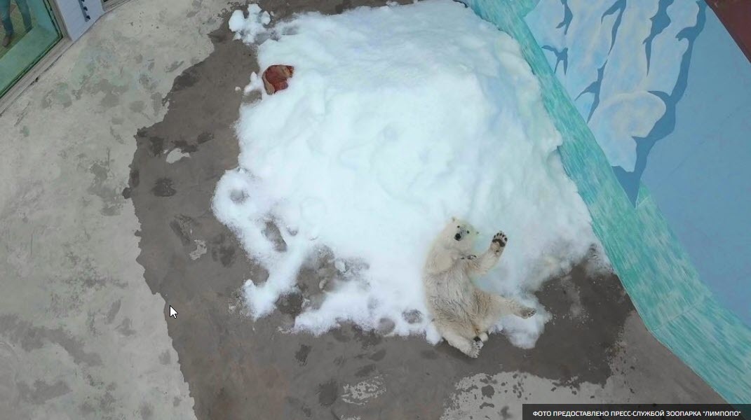 Медведица из Якутии радуется первому снегу в зоопарке «Лимпопо»