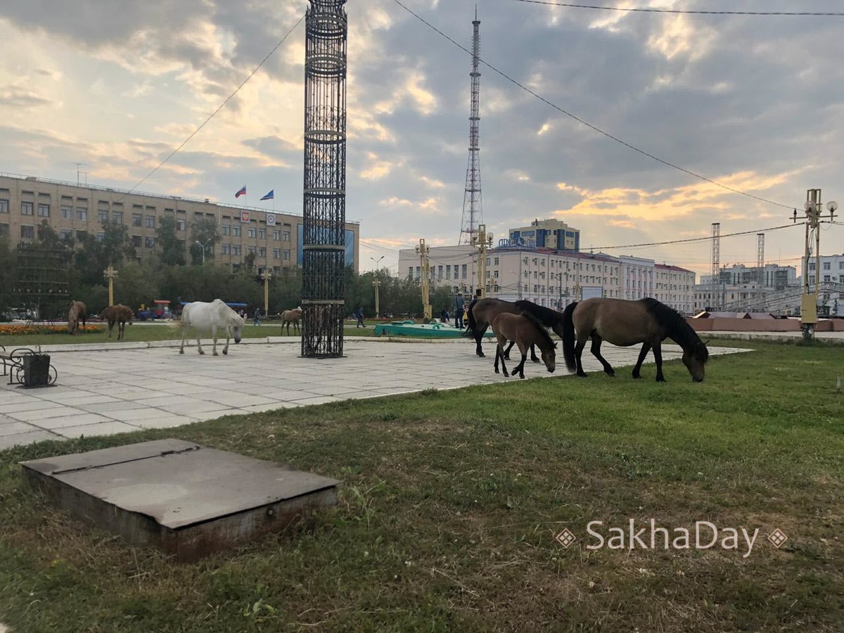 Фотофакт: Табун лошадей вернулся на площадь Ленина