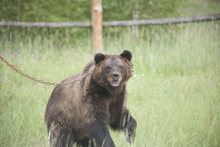 Медведя из клуба "Кыымаан" перевезли в зоопарк