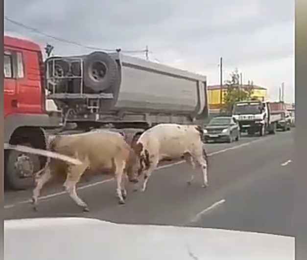 Видеофакт: Разборки между быками на одной из улиц Якутска