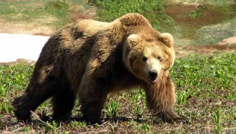 Встреча с медведем у села Осохтох привела к несчастному случаю