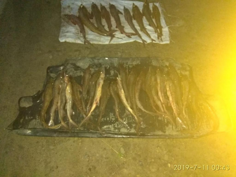 В Якутии возбуждено уголовное дело за вылов осетров  стоимостью около 4 500 000 рублей