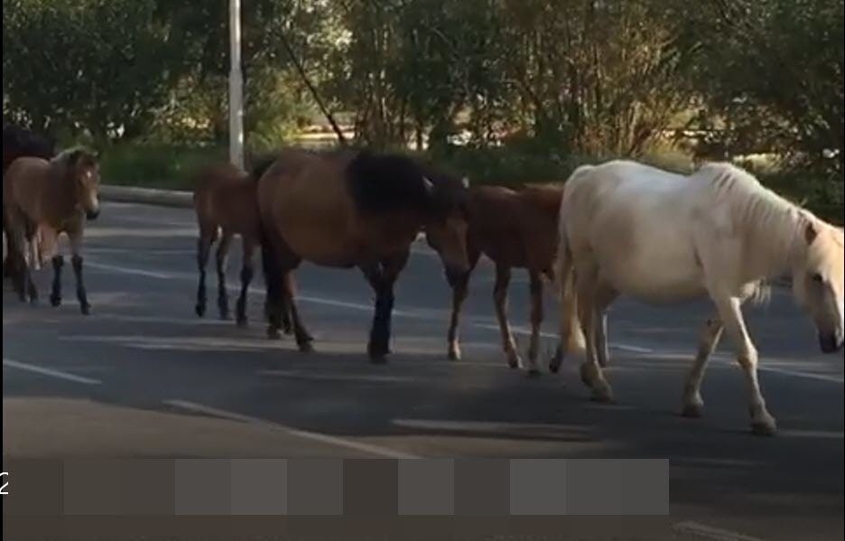 Спикер Гоголев запечатлел табун лошадей в столице и разглядел в этом хороший знак