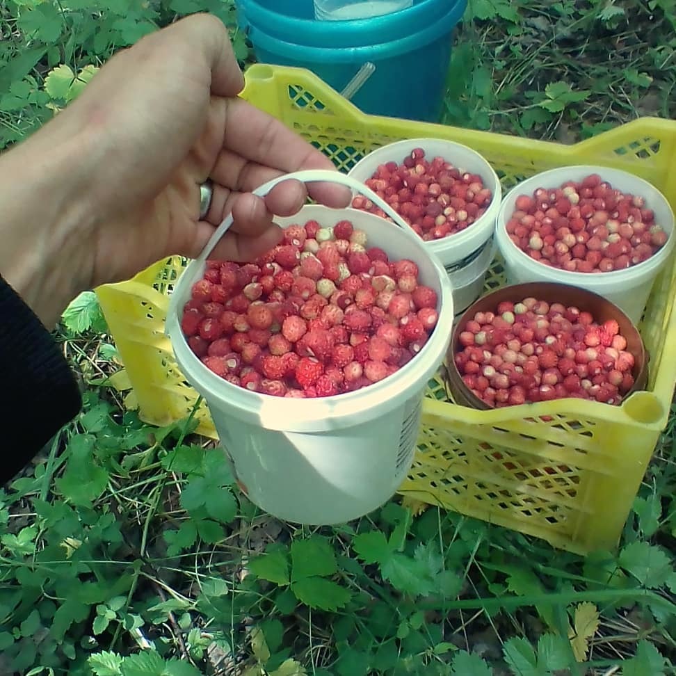 «Прекратите варить «бабушкино» варенье!». Традиционные способы консервации уходят в прошлое