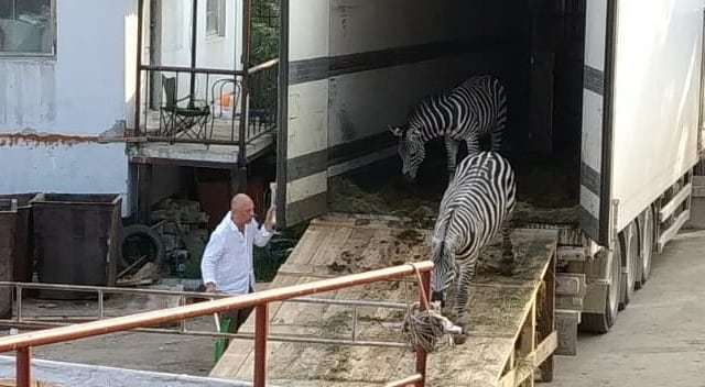 Видеофакт: Якутяне возмущены измученными цирковыми животными, приехавшими в Якутск