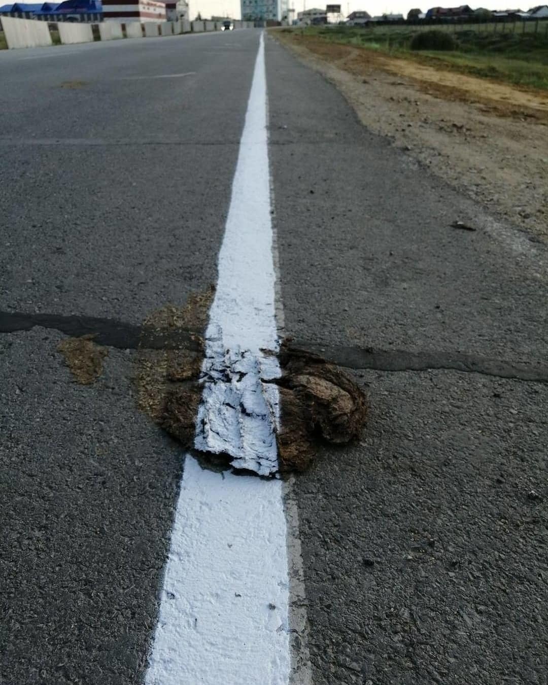 Фотофакт:  В Магане разделительную полосу нарисовали поверх коровьего навоза