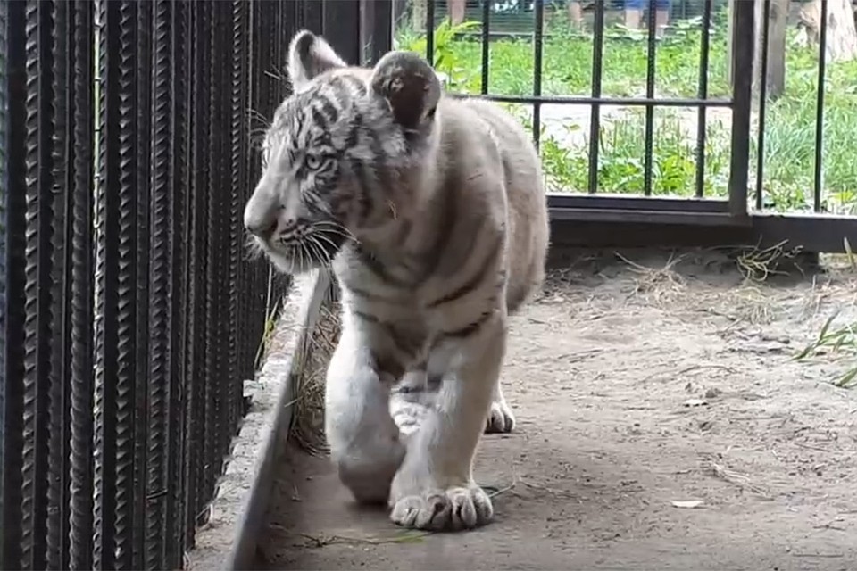 Барнаульский зоопарк пополнился редким белым тигренком из Якутии по кличке Айхал