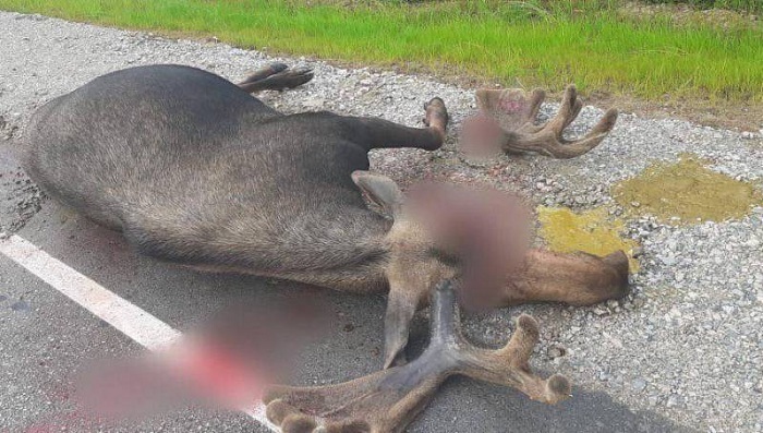 В Горном улусе на трассе "Вилюй" сбили лося