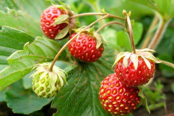 Когда следует собирать ягоды  в лесах Якутии