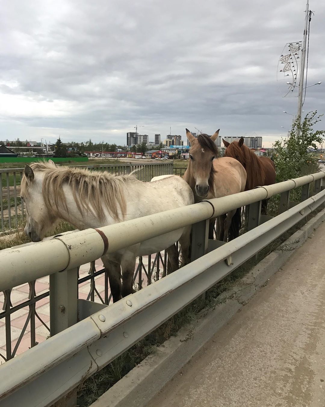 Житель Якутска спас лошадей, застрявших между ограждениями