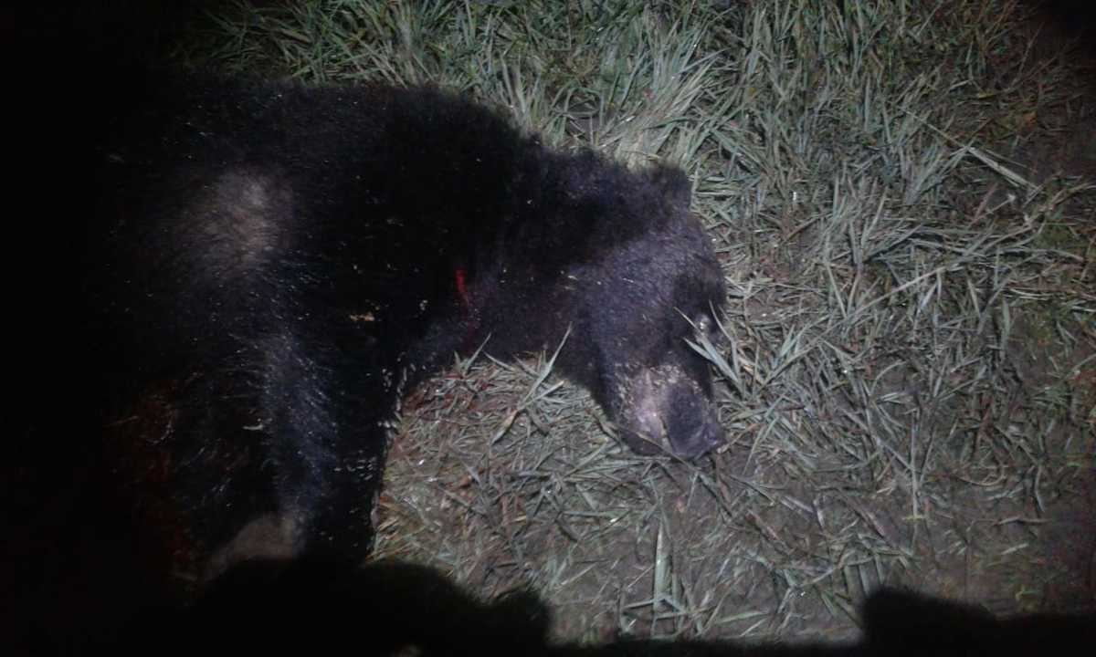 Медведь, разгромивший столовую в Амгинском районе, убит (видео)