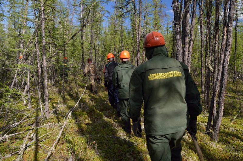 На тушении лесного пожара умер сотрудник "Авиалесоохраны"
