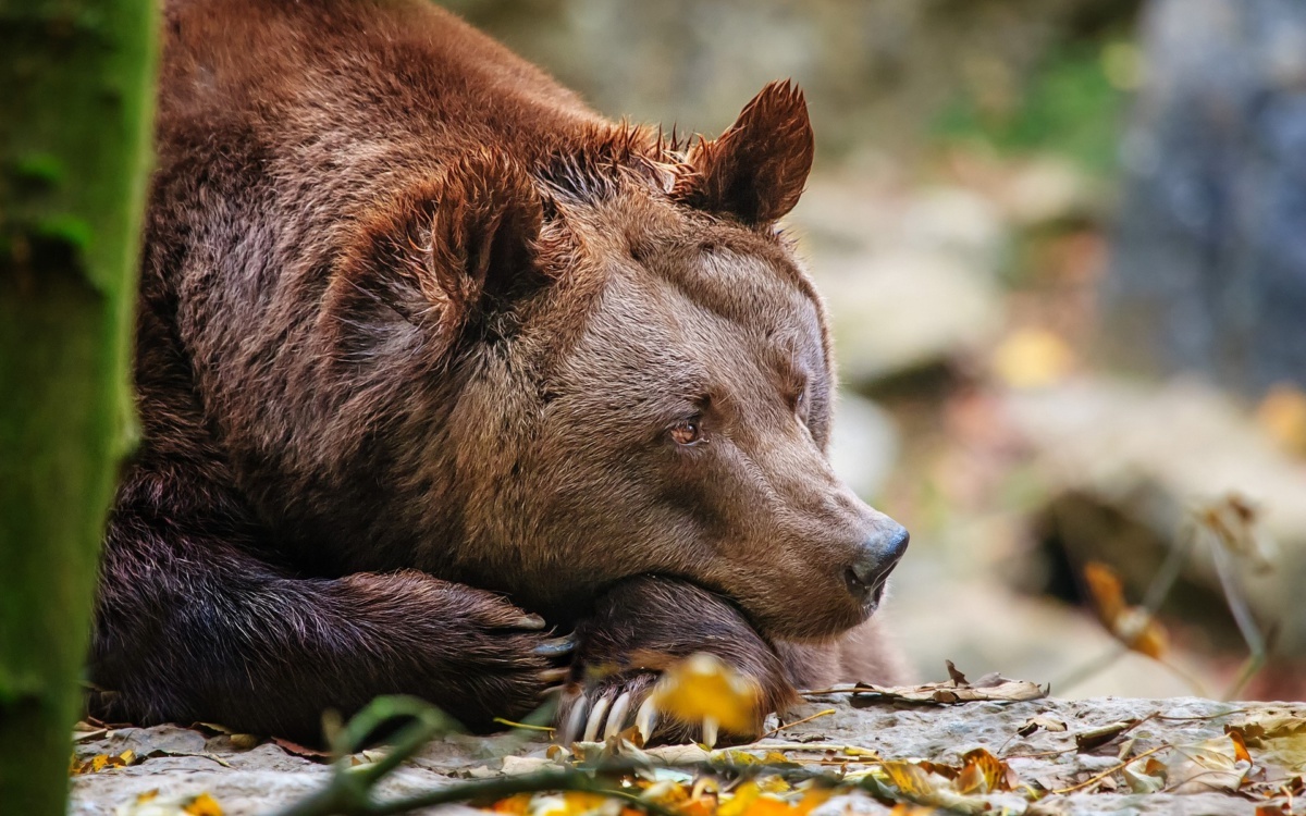 Якутяне оштрафованы на 700 тысяч рублей за незаконное убийство медведя