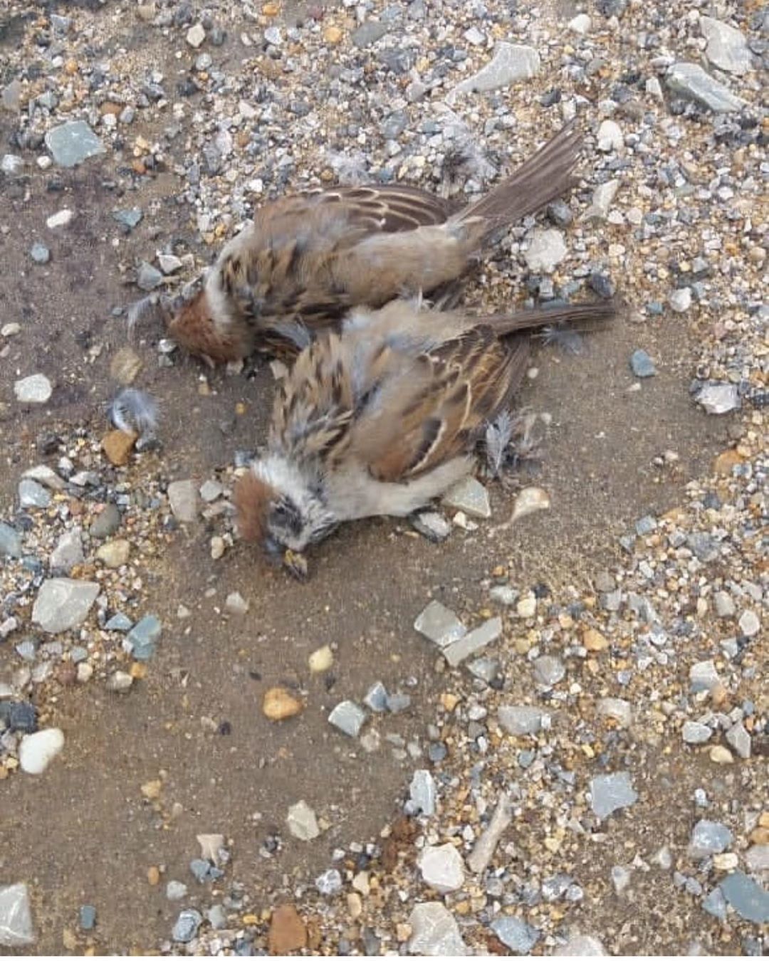 Массовая гибель воробьев в Якутске, скорее всего, связана с отравлением